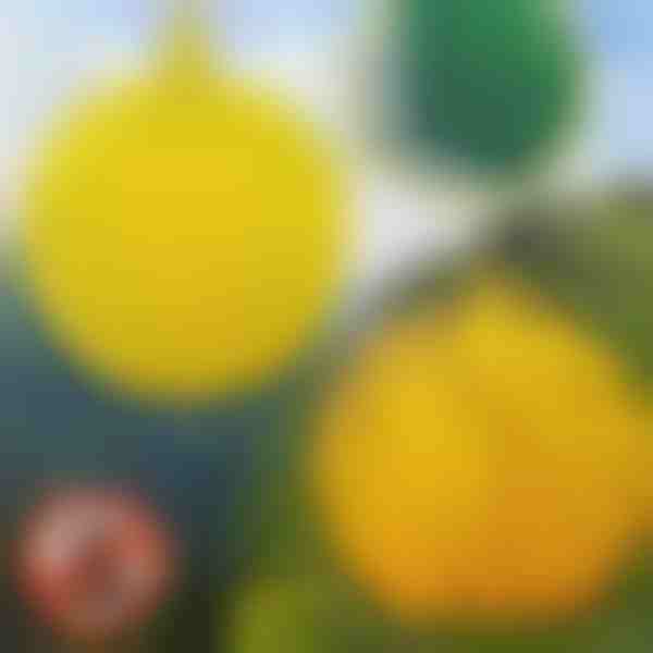 6 vnt. pakabinami musių gaudyklės | BUGIORB