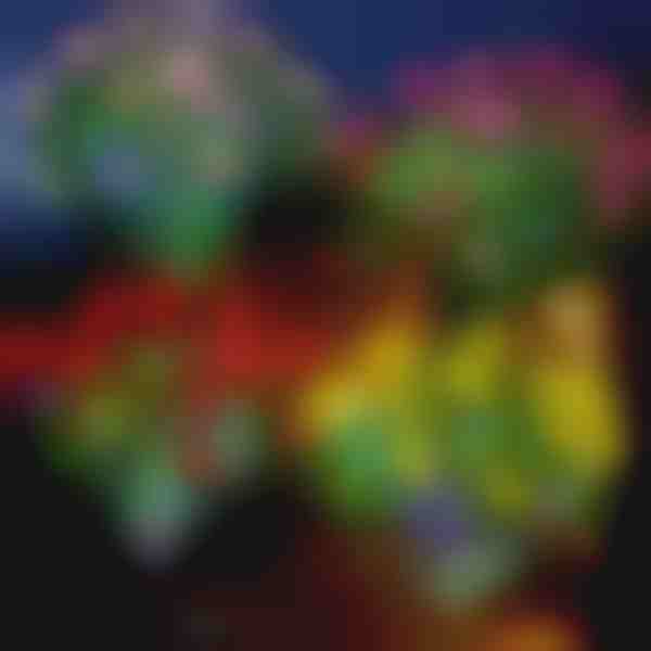 Saulės gėlių žibintai | ROSILUME