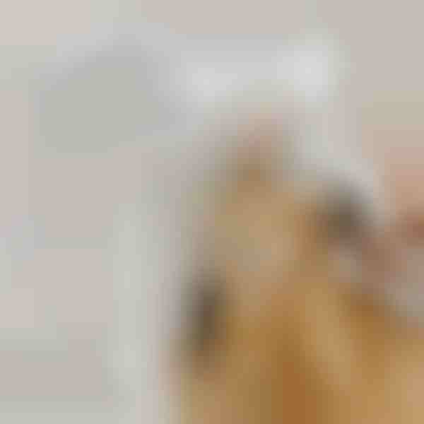 Įkraunamas purškiamas garų šepetys augintiniams iššukuoti | GROOMSY