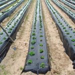 VEGUARD58986__bcf7dc79