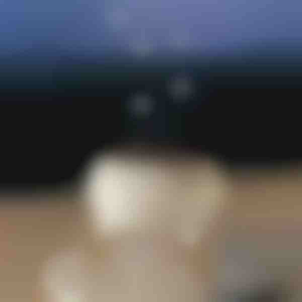 Raminantis aromato difuzorius | MEDUSAMIST